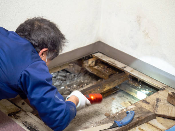 Best Insurance-Related Mold Remediation in Lecanto, FL