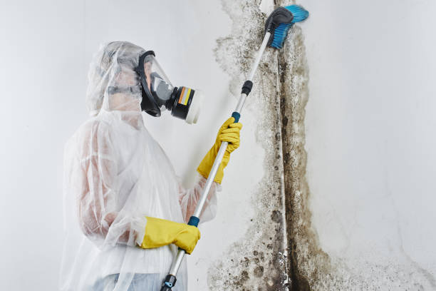 Professional Mold Remediation in Lecanto, FL