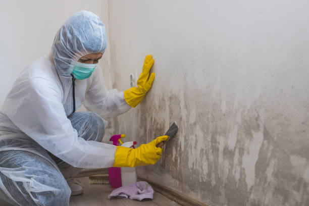 Best Mold Testing and Inspection Services in Lecanto, FL