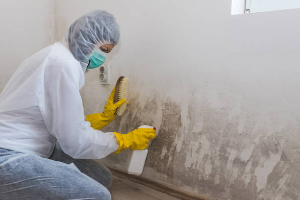 Best DIY Mold Remediation Support Services in Lecanto, FL