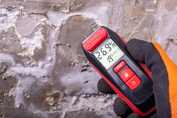 Best Post-Flood Mold Remediation in Lecanto, FL