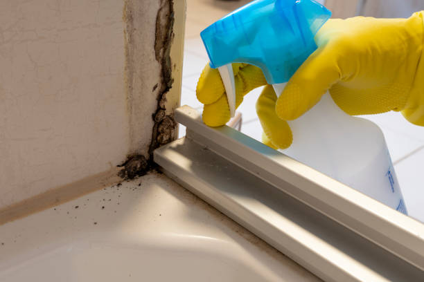 Best Commercial Mold Remediation in Lecanto, FL