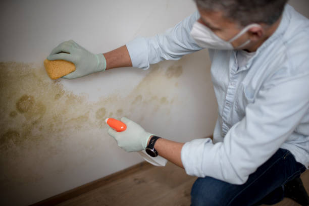 Best Localized Mold Remediation (e.g., coastal areas, humid climates) in Lecanto, FL
