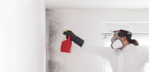 Best Basement Mold Remediation in Lecanto, FL