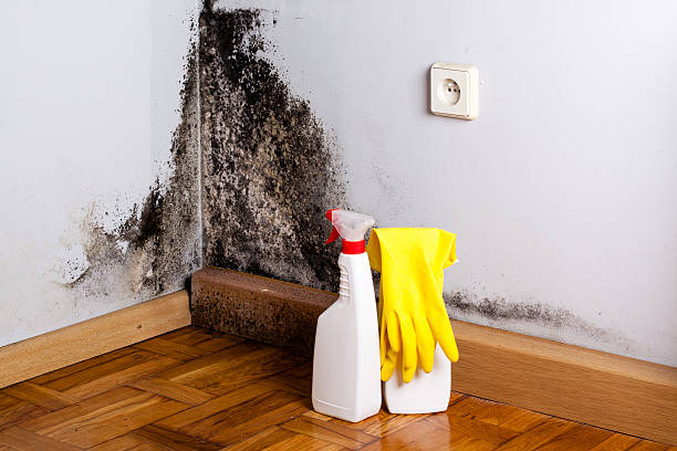 Best Emergency Mold Remediation in Lecanto, FL